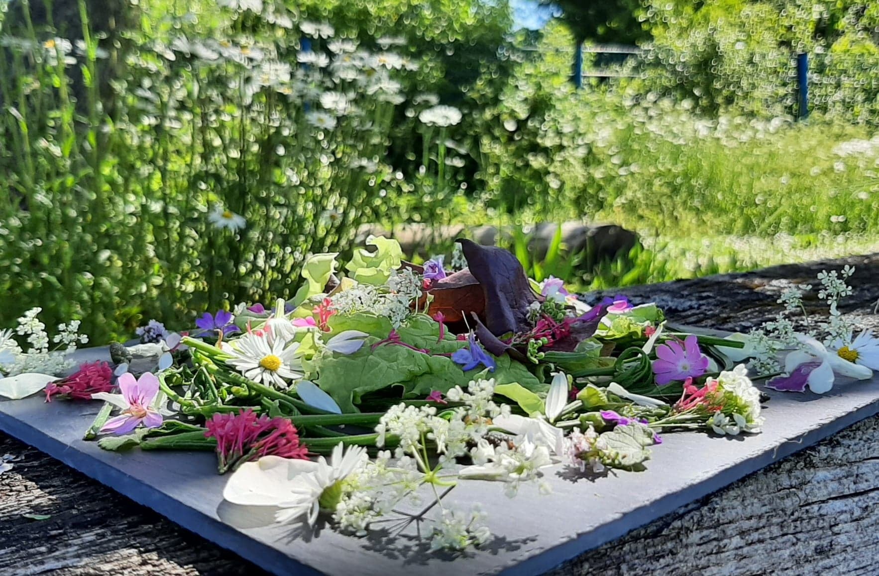 Oasis des Mauvaises Herbes